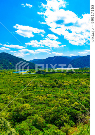 奄美大島のマングローブ林 99917168