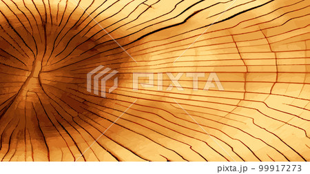 Realistic panoramic texture of the tallest green tree in the world, made in the USA - Vector Realistic panoramic texture of the tallest green tree in the world, made in the USA - Vector 99917273