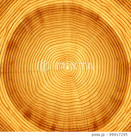 Realistic texture of the tallest green tree in the world, made in the USA - Vector 99917295