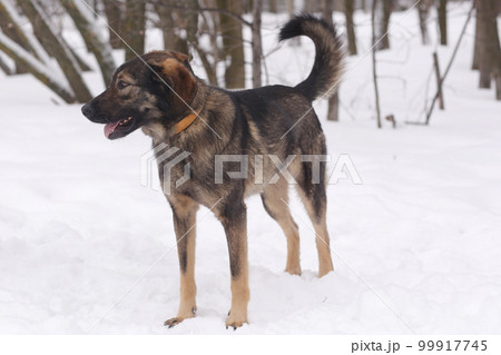 shepherd dog puppy full body portrait on white snow background 99917745