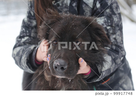 Newfoundland dog closeup photo with humans stroking hands on white snow background Newfoundland dog closeup photo with humans stroking hands on white snow background 99917748