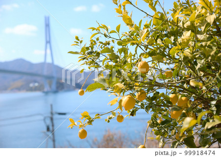 瀬戸内のレモン 99918474