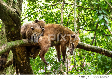 South American Coati, Ring-tailed Coati, Nasua nasua at Iguazu Falls, Puerto Iguazu, Argentina South American Coati, Ring-tailed Coati, Nasua nasua at Iguazu Falls, Puerto Iguazu, Argentina 99918892
