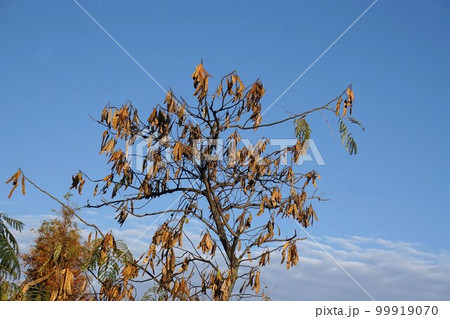 2022年12月のネムノキ 99919070