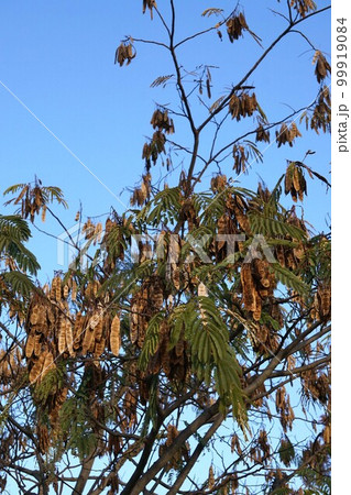 2022年12月のネムノキ 99919084