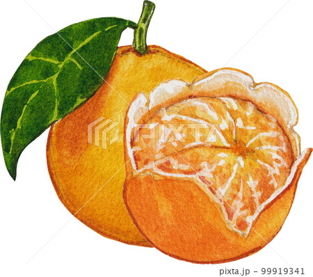 Orange orchard watercolor png element,fruits, 99919341