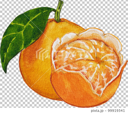 Orange orchard watercolor png element,fruits, 99919341