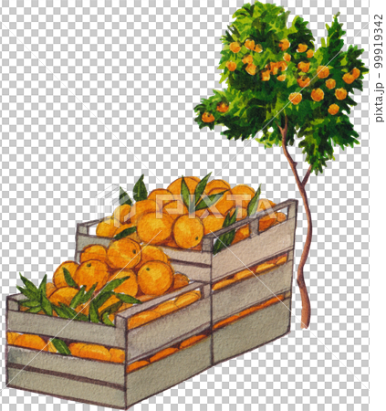 Orange orchard watercolor png element,fruits, Orange orchard watercolor png element,fruits, 99919342