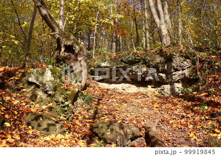 Rocky limestone outcrops in a bright autumn forest Rocky limestone outcrops in a bright autumn forest 99919845