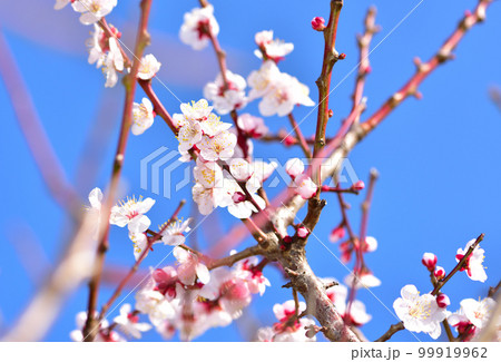 青空の下の豊後梅 青空の下の豊後梅 99919962