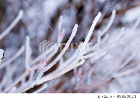 積雪した鈴鹿山脈の竜ヶ岳の樹氷 積雪した鈴鹿山脈の竜ヶ岳の樹氷 99920021