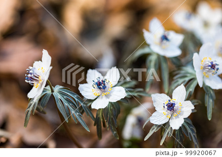 埼玉県小鹿野町両神 節分草園 埼玉県小鹿野町両神 節分草園 99920067