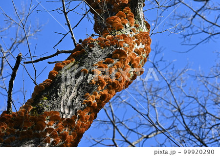 カワウソタケ（獺茸） 99920290