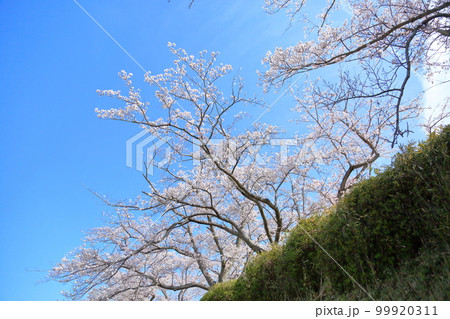 満開 桜 ソメイヨシノ 満開 桜 ソメイヨシノ 99920311