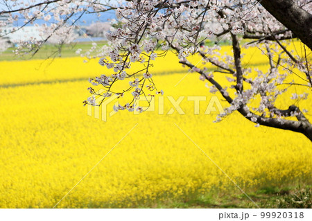 桜 満開 菜の花畑 桜 満開 菜の花畑 99920318