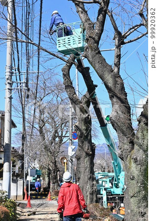 街路樹の伐採・選定作業/ 公共工事環境整備 街路樹の伐採・選定作業/ 公共工事環境整備 99920362