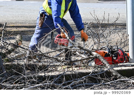 街路樹の伐採・選定作業/ 公共工事環境整備 街路樹の伐採・選定作業/ 公共工事環境整備 99920369