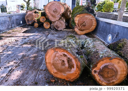 街路樹の伐採・選定作業/ 公共工事環境整備 街路樹の伐採・選定作業/ 公共工事環境整備 99920371