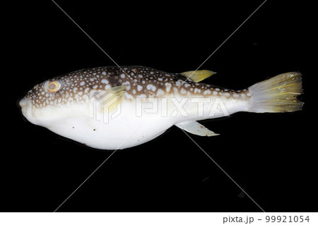 ショウサイフグ　漂着物 99921054