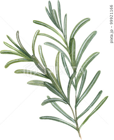 Tea drink watercolor png element Tea drink watercolor png element 99921166