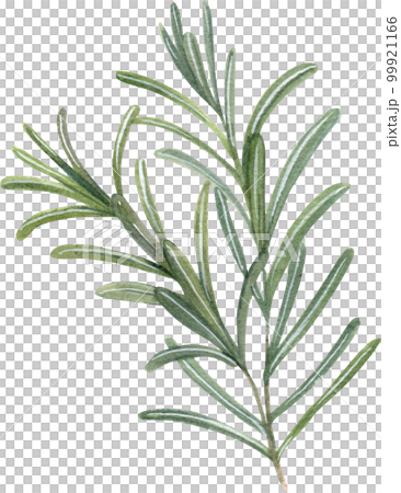 Tea drink watercolor png element Tea drink watercolor png element 99921166