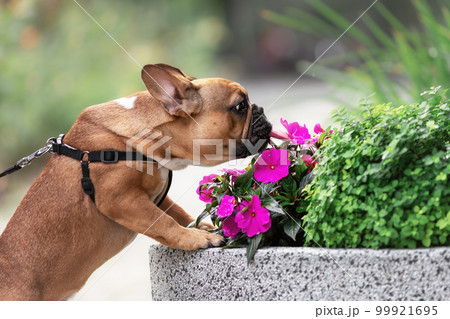 Cute french bulldog dog licking and sniffing flowers outdoors 99921695