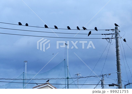 カラス・野鳥の背景素材 カラス・野鳥の背景素材 99921755