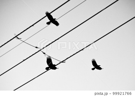 カラス・野鳥の背景素材 99921766