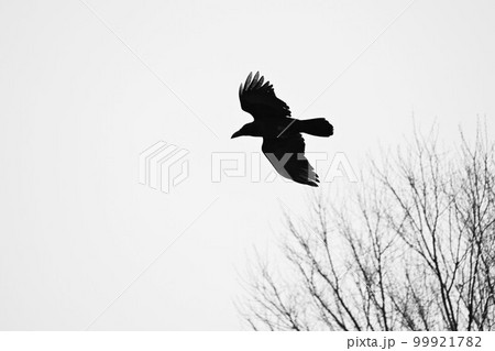 カラス・野鳥の背景素材 99921782