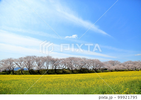 青空 桜並木 菜の花畑 青空 桜並木 菜の花畑 99921795