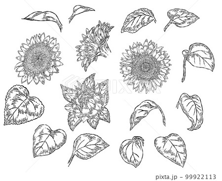 線画のひまわりの花のパーツイラスト素材セット 99922113