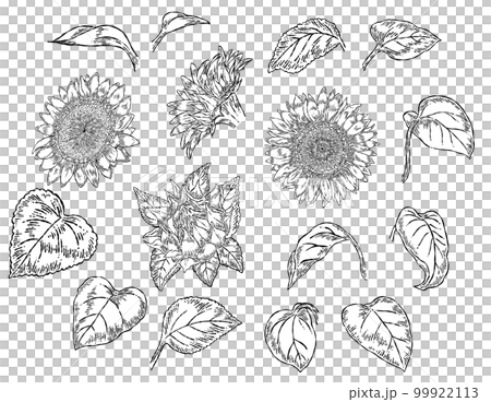 線画のひまわりの花のパーツイラスト素材セット 99922113