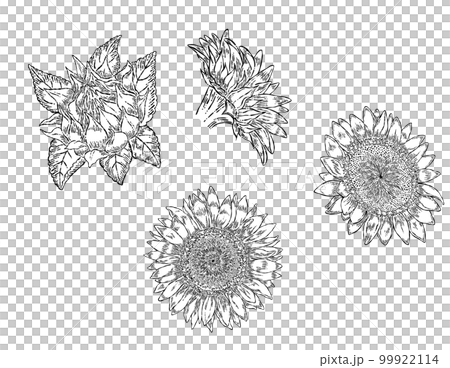 Line drawing sunflower flower parts illustration material set 99922114