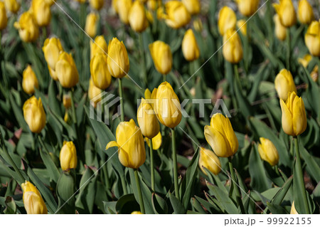 チューリップ 99922155