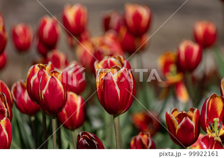 チューリップ 99922161