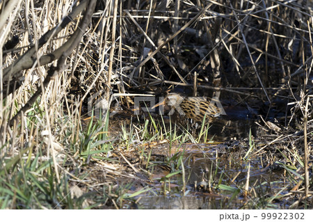 クイナ クイナ 99922302