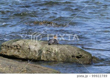 ウミアイサ 99922789