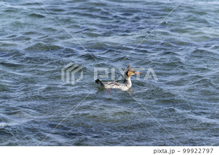 ウミアイサ 99922797