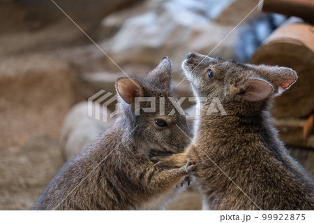 ワラビー 99922875