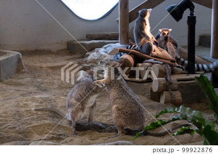 ワラビー 99922876