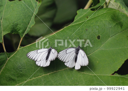 2頭のエゾシロチョウ（北海道・鹿追町） 99922941