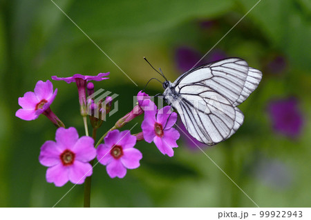 クリンソウの吸蜜をするエゾシロチョウ（北海道・浦幌町） 99922943
