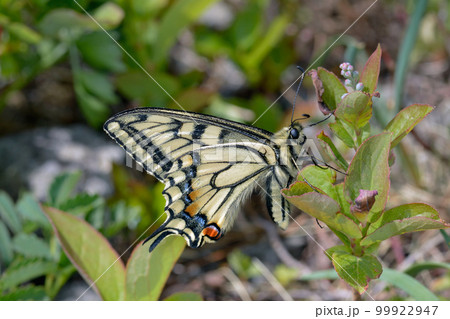 キアゲハ（北海道・知床） 99922947
