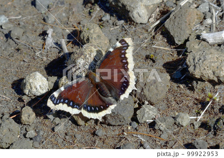吸水するキベリタテハ(北海道・知床) 吸水するキベリタテハ(北海道・知床) 99922953
