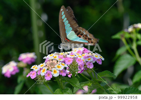 吸蜜するアオスジアゲハ（沖縄県・石垣島） 99922958