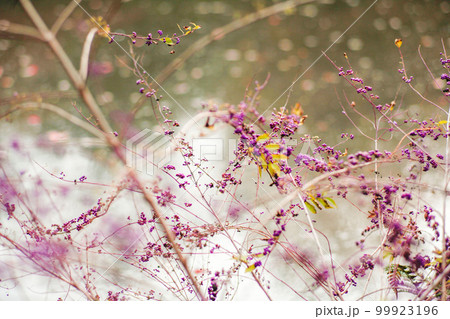 紫の実をつけた植物 紫の実をつけた植物 99923196