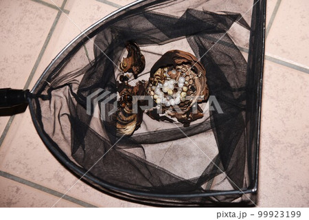 スズメバチの巣 スズメバチの巣 99923199