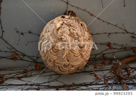 スズメバチの巣 スズメバチの巣 99923205