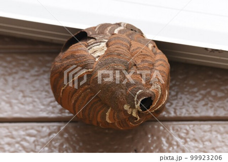 スズメバチの巣 99923206