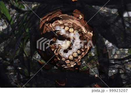 スズメバチの巣 スズメバチの巣 99923207